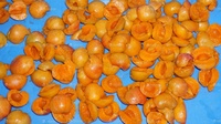 Machine d'extraction de graines de fruits, appareil Commercial pour enlever les semences, les Olive, les cerises, prix d'usine