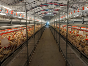 Poulailler et ferme en acier galvanisé robuste - Structure en acier durable avec conception personnalisée - Product Image 5