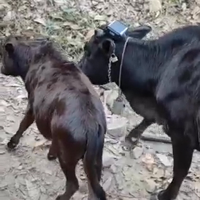 4G Bò <span class=keywords><strong>GPS</strong></span> Tracker Thời Gian Thực Theo Dõi Geo Hàng Rào Cổ Áo Cắt Cảnh Báo Năng Lượng Mặt Trời Powered Bò Theo Dõi Thiết Bị Lớn Động Vật Con Chó Gia Súc - Product Image 6