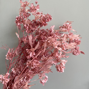 Fleurs séchées les plus vendues du Yunnan, fleurs préservées, fleurs de papillon séchées, freesia, <span class=keywords><strong>iris</strong></span> japonica pour la décoration de la maison et la fête des mères - Product Image 5