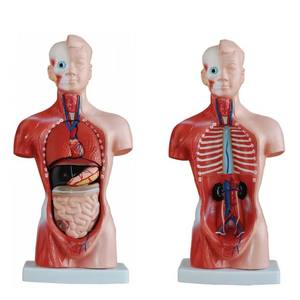 Modèle d'anatomie de torse <span class=keywords><strong>humain</strong></span> <span class=keywords><strong>asexué</strong></span> de petite taille détachable 28CM 15 pièces - Product Image 1