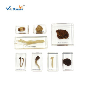 Varios tipos de hongos; especímenes biológicos enriquecidos para estudiantes de primaria y secundaria; especímenes de plantas; populares - Product Image 2