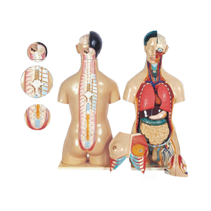 Modelo anatómico de los músculos, modelo de órgano humano - Product Image 1