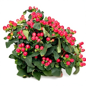 Flores de Frijol Rojo Frescas Fire Dragon Ball, <span class=keywords><strong>Flor</strong></span> de <span class=keywords><strong>Acacia</strong></span>, Pequeña Fruta Roja, para Decoración de Bodas, Hoteles y Restaurantes - Product Image 1