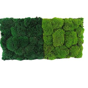 Panel <span class=keywords><strong>de</strong></span> azulejo <span class=keywords><strong>de</strong></span> musgo conservado <span class=keywords><strong>de</strong></span> musgo Natural Real ambiental para decoración del hogar - Product Image 2