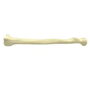 KyrenMed锯骨泡沫人桡骨皮质骨骼寿命大小泡沫皮质骨骼模型桡骨实践钻孔模型