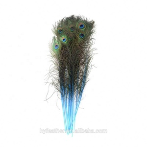 Pack of 100 Pieces Stem Dyed Peacock Eye Tail <strong>Feather</strong> 20 Inch+ - Product Image 2