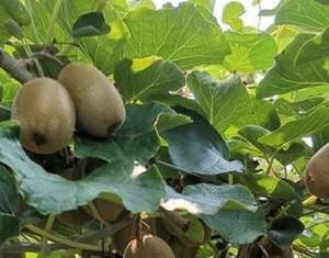 100% เกรดอาหาร70 Brix <span class=keywords><strong>KIWI</strong></span> เข้มข้นของเหลวบริสุทธิ์รสผลไม้กีวีรสสกัดกีวี่เหลวรสกีวี - Product Image 3