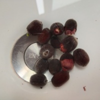 Graines de lotus rouges, nouvelles graines de lotus noires séchées coupées en morceaux entiers