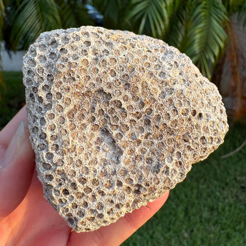 ปะการังดิบ