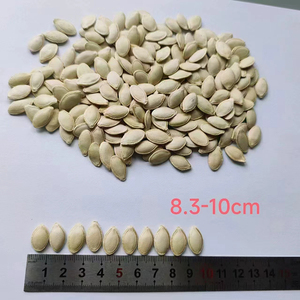 Graines de citrouille naturelles brutes, propres et bien triées, vente en gros en vrac pour la pâtisserie, les mélanges de snacks et l'alimentation saine quotidienne - Product Image 3