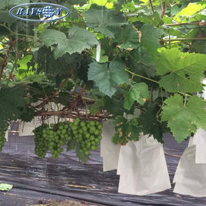 Couverture de bunch de bananes biodégradable et économique, protection contre le gel, couverture pour fruits de mangue - Product Image 2