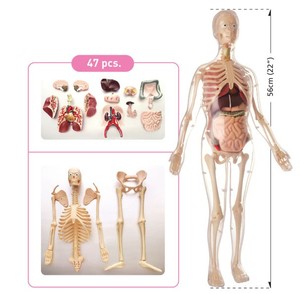 Gelsonlab HSBM-323 38 pièces 19cm Musculaire <span class=keywords><strong>et</strong></span> <span class=keywords><strong>Squelette</strong></span> Modèle D'anatomie Du <span class=keywords><strong>Corps</strong></span> <span class=keywords><strong>Humain</strong></span> Modèle Musculaire De Muscle <span class=keywords><strong>Humain</strong></span> - Product Image 4