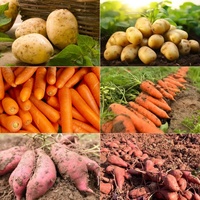 Motoculteur de pommes de terre doux à bas prix motoculteur équipement de récolte de carottes machine