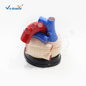 Modèle d'anatomie cardiaque agrandi ; Échantillon de démonstration de la structure du système digestif pour l'école de médecine - Product Image 3