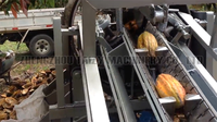 Machine à briser le cacao frais, machine à fendre, à écaler, à couper et à séparer les gousses de fèves de cacao