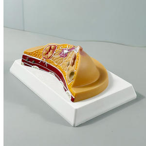 Modelos de Patología de Lesiones Mamarias y Lobos de Conductos Mamarios Anatómicos Humanos MAC-YJ57 PVC MAXCARE - Product Image 4