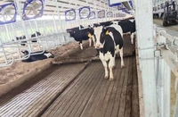 Ferme laitière résistant à l'érosion vache hangar équipement de nettoyage nettoyage automatique balayage système de grattoir à fumier équipement d'élevage