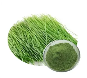 Additifs nutritionnels pour aliments et boissons Extrait de jus d'herbe d'orge Poudre pure TLC Extrait de feuille de lotus Extrait de plantes de qualité alimentaire