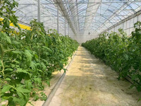 Serre en film plastique multi-voûtes pour légumes, système hydroponique, système de ventilation et de refroidissement automatisé