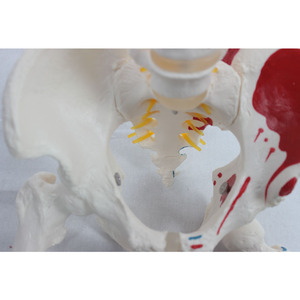 Modèle naturel de l'origine et des points d'insertion des muscles attachés à l'os occipital des grandes plaquettes vertébrales - Product Image 2