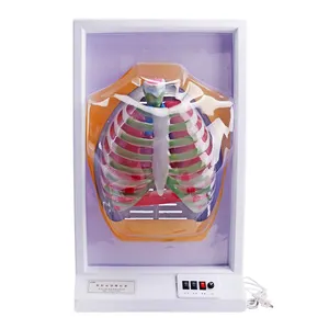 Medical science human Diaphragm movement demonstration model for teaching education Respiratory System Motion