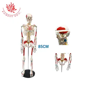 FRT008 Pvc Materiaal Anatomie Model Skelet Menselijk Plastic Omvat Spieren Oorsprong En Inbrengen Geschilderd 85Cm Anatomische Model