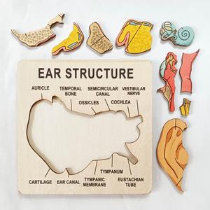 Rompecabezas de Madera de la Anatomía del Oído Humano, Tablero de Aprendizaje <span class=keywords><strong>Cognitivo</strong></span> para Educación Temprana, Herramienta de Enseñanza de Biología - Product Image 3