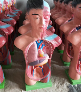 Ciencia médica de alta calidad y Mejor Precio adolescente medio <span class=keywords><strong>cuerpo</strong></span> Torso modelo 60 cm modelo anatómico <span class=keywords><strong>Cuerpo</strong></span> <span class=keywords><strong>Humano</strong></span> <span class=keywords><strong>tronco</strong></span> modelo - Product Image 4