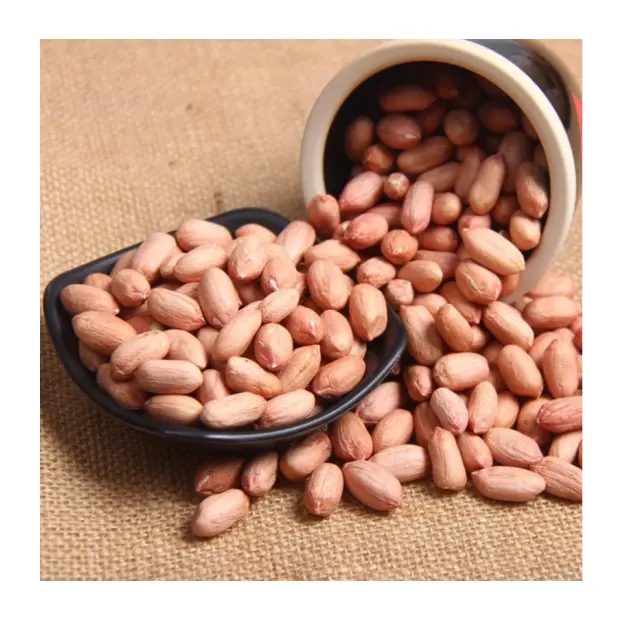 Penjualan grosir kacang mentah berkualitas tinggi, besar dan montok
