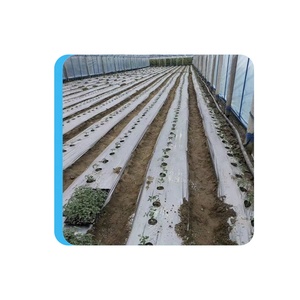 Usine <span class=keywords><strong>d</strong></span>'approvisionnement direct Couvre-sol en plastique noir <span class=keywords><strong>argent</strong></span>é <span class=keywords><strong>Prix</strong></span> Film de paillis agricole - Product Image 1