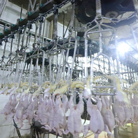 Haute sécurité niveau en acier inoxydable abattage automatique abattoir poulet abattage Machine tuer cône volaille