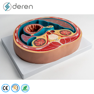 Modèle de section transversale de l'abdomen grandeur nature en PVC souple de qualité médicale, structures anatomiques détaillées pour l'étude des compétences cliniques - Product Image 2