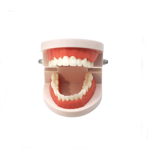 Modelo Dental Estándar para Entrenamiento, Otros Equipos Dentales en Oferta - Product Image 5