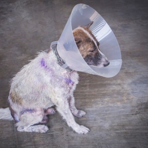 Precio de fábrica de mascota perro gato protección cono clínica Luna <span class=keywords><strong>Collar</strong></span> - Product Image 6