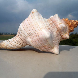 Conchas de Caracol Naturales, Accesorios para Fotografía, Acuario, Exquisitas Conchas de Caracol Turbante Rojo, Concha Espiral Carmesí - Product Image 5