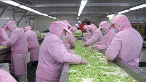 Frijoles <span class=keywords><strong>Feva</strong></span> Sinocharm de buena calidad Frijoles pelados frescos congelados - Product Image 4