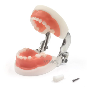 Modelo Dental Wemeile de 24 Dientes, Boca Completa Extraíble, Sección Transversal Ampliada, Dientes Patológicos para Educación - Product Image 3