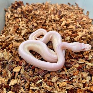 Substrat de litière en copeaux de noix de coco pour reptiles, serpent, 10 lb, 5 kg, bloc de briques, copeaux de noix de coco - Product Image 2