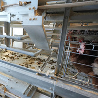 Cages personnalisées pour animaux d'élevage de volailles Poules d'élevage Cage de ponte Équipement Couche d'œufs