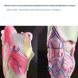 نموذج تشريحي لحنجرة الإنسان مكبر للمسالك التنفسية، نموذج تعليمي بيولوجي للأنف والأذن والحنجرة 32365 - Product Image 3