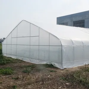 Skyplanta filme comercial mais popular eua canadá berçário hoops tomate greenhouse