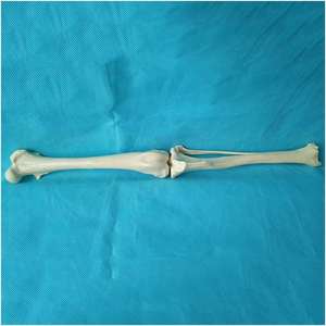 KyrenMed Model tulang anjing artikulasi sendi lutut anjing Femur dan Shin Tibia Model kerangka tulang anjing - Product Image 5