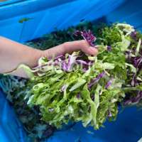 Cortador Eléctrico de Perejil, Máquina para Cortar Cebollino, Rebanador de Hojas de Acelga, Frutas y Verduras, Cortador Eléctrico de Vegetales