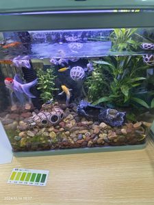 Bq N2 Probiotica Aquariumsystemen Zoet En Zeewater Snel Nitriet & Nitraat Eliminatie Aquatische Stikstof-Afbrekende Bacteriën - Product Image 6