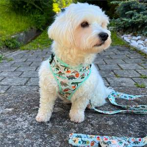 Personalized Designer Oem Custom Logo Wholesale Step In No Pull Adjustable Small Pet <strong>Dogs</strong> <strong>Harness</strong> For <strong>Dogs</strong> - Product Image 5
