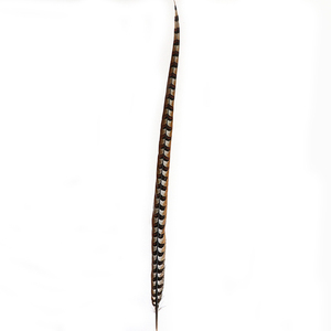 Bán Buôn Giá Rẻ 44Inch Lớn Lông Tự Nhiên 110Cm Reeves Gà lôi Đuôi Lông Cho Lễ Hội Đầu Trang Trí - Product Image 4