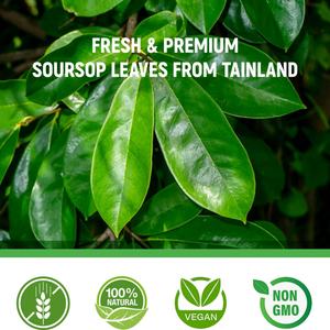 Thé en sachets de feuilles de corossol sans OGM et sans caféine Chinaherbs, 100% naturel, feuilles de thé de corossol Graviola - Product Image 4