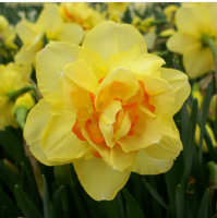 Narcissus Ultimus Daffodils Bulb Collection Jardin Fleur Kit EVA Matériel Bec Poche Polyvalent PP PVC PET BOPP Types de Plastique