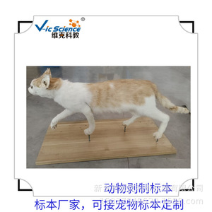 Taxiderm Manufacturers, Dog Taxidermization, Dog Simulation Taxiderm, Pet <b>Animal</b> Taxiderm, Taxiderm for Herbarium Exhibition - Product Image 5
